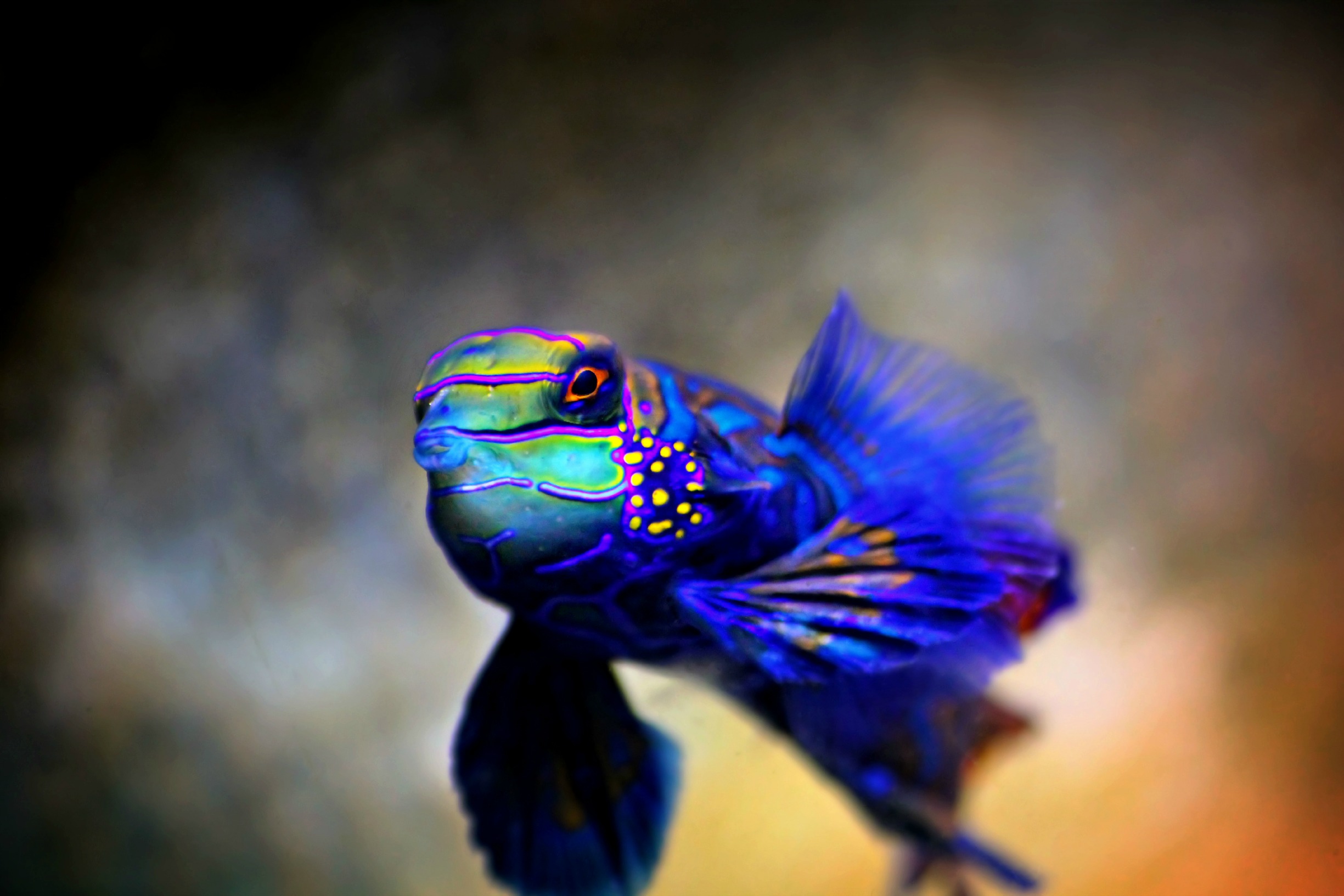 Mandarin Goby | Shutterbug